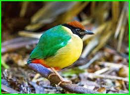 Di indonesia, jenis ayam buras lebih populer dengan sebutan ayam kampung. Binatang Khas Malaysia Yang Unik Menarik Dan Eksotis Dunia Fauna Hewan Binatang Tumbuhan Dunia Fauna Hewan Binatang Tumbuhan