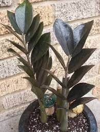 Zamioculcas Zamiifolia Care Guide Plants Zz Plant Plant Care