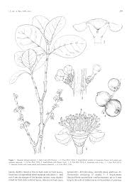 Image result for Eugenia natalitia