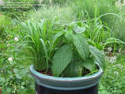 Image result for Eragrostis tef