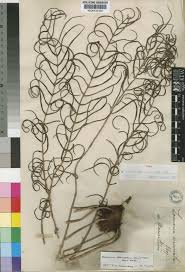 Image result for Blechnum attenuatum