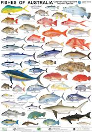 Australian Fish Poster Fish Chart Fish Aquarium Fish