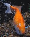 FAQs on Goldfish Genetic/Developmental Disease 1