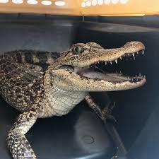 Alligators in New York: A Brief History - The New York Times