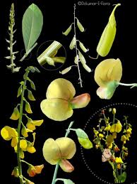 Image result for Crotalaria hyssopifolia