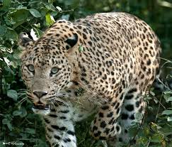 Rishit Sheth I Wildlife Photographer