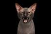 Top 10 Meanest Cat Breeds - PetGuide