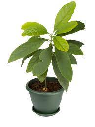 Growing Avocados In Containers And Indoor Avocado Plant Care Avocado Tree Care Avocado Plant Growing An Avocado Tree