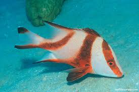 Image result for Sebaea junodii