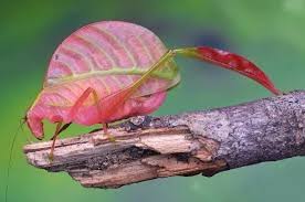 Image result for Cadaba kirkii