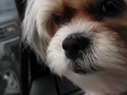 The Maltese Shih Tzu Malshi Best Dog Ever Pethelpful