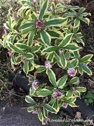 Bring the plants indoors before frost and trim them to about 6 inches. Daphne Plant How To Grow A Daphne Shrub That Will Fill Your Garden With Fragrance Gardening From House To Home Daphne Plant Shade Loving Shrubs Daphne Shrub