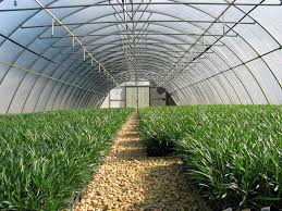 Providing plant quotes to customers. Starter Plugs For Plants Tidwell Nurseries 800 672 4964