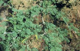Image result for Faidherbia albida