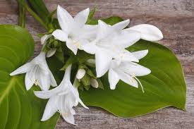 Check spelling or type a new query. Hosta Poisoning In Cats Symptoms Causes Diagnosis Treatment Recovery Management Cost