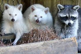 Animals With Albinism Albino Animals Rare Albino Animals Animals