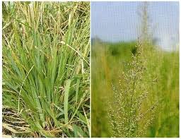 Image result for Arundinella nepalensis