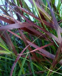 Image result for Panicum chionachne