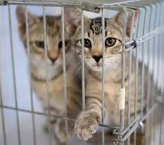 Everyone who works there is caring, knowledgeable, and patient. Memphis Animal Clinic Memphis Vet Pet Hospital Memphis Memphis Veterinary Southwind Animal Hospital Memphis