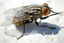 15 Rimedi Naturali Per Allontanare Le Mosche Rimedi Naturali
