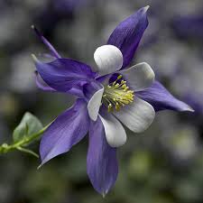 Image result for Aquilegia pompom mix