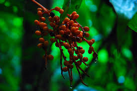 Eugenol is a component of clove oil. Can You Eat Tomato Leaves The Answer Will Surprise You Garden Betty