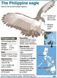 Offspring For First Captive Bred Philippine Eagle Philippine Eagle Eagle Facts Eagle
