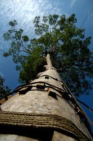 Taman negara national park, kuala tahan malaysia. Kuala Koh Eastone Photography Flickr