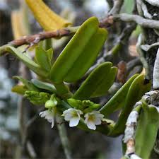 Image result for Calyptrochilum
