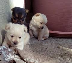 Cani (tutti) cani taglia piccola cani taglia media cani taglia grande gatti (tutti) gatti pelo corto gatti pelo lungo roditori e lagomorfi (tutti) conigli cavie criceti e topi furetti altri roditori animali da cortile (tutti) cavalli asini bovini e suini ovini e caprini avicoli altri animali uccelli (tutti) pappagalli altri. Settimanalmente Effettuare Eseguire Obitorio Cuccioli Di Piccola Taglia Da Adottare Amazon Agingtheafricanlion Org