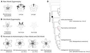 Image result for Sphedamnocarpus