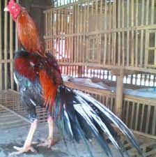 Ayam bangkok ekor lidi super panjang. Telur Fresh Ayam Bangkok Ekor Lidi Import Shopee Indonesia