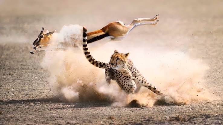 Cheetahs are returning to India after 70 years of extinction | CBC Radio