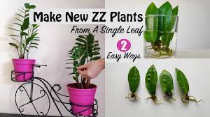 Plant propagation is the process by which new plants grow from a variety of sources: Zz Plant Zamioculcas Zamiifolia Propagation Part 1 From Single Leaf Cutting Water Soil Youtube