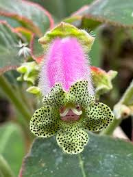 Image result for Kohleria