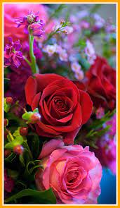 The best in free images. Rose Flower Wallpaper Best Wallpaper For Phone Of Flowers 800x1384 Wallpaper Teahub Io