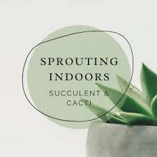 My silver bay looks healthy and happy getting good indirect light. Aglaonema Silver Bay Care Propagation Sprouting Indoors Succulent Cactus And Houseplant Tips