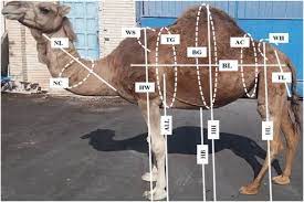 Escalators are common in shopping malls (or shopping. Genetic Variability Of Tyrosinase Gene In Egyptian Camel Breeds And Its Association With Udder And Body Measurements Traits In Maghrebi Camel Breed Sciencedirect