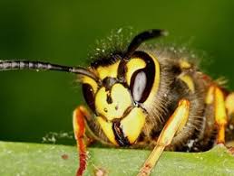 Winter Survival, Part 1: European Hornet, <I>Vespa Crabro</I> — Bug Of The  Week” style=”width: 100%; height: auto; title=”Winter Survival, Part 1: European Hornet, <I>Vespa Crabro</I> — Bug Of The  Week”><figcaption style=