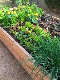 Gardeners love them for their drought resistance. Edible Urban Garden Project Los Angeles Click For More Mellynne Design Urban Garden Garden Project Garden Projects