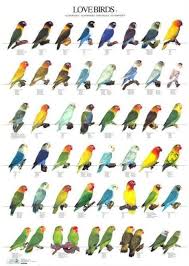 Pin By Kaushik Das On Lovebirds List Love Birds Pet African Lovebirds Love Birds