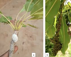 Image result for Terminalia macroptera