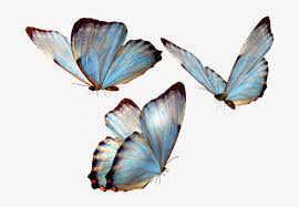 Beautiful butterfly light colour resolution: Monarch Butterfly Wikipedia Cb Butterfly Png Transparent Png 700x517 Free Download On Nicepng