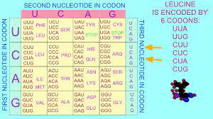 GENETIC CODE IS DEGENERATE - YouTube