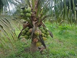 Lambaian daunnya dapat menyejukkan perasaan. Projek Tanaman Kelapa Pandan Pengusaha Pejabat Pertanian Daerah Segamat Facebook