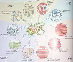 We did not find results for: Four Main Types Of Tissues In The Body Definition Functions And Examples Of Tissues Jotscroll