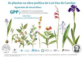 Image result for Rhipidoglossum globulosocalcaratum