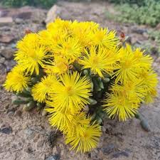 Image result for Hereroa