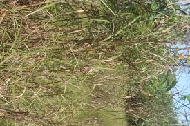 Image result for Phragmites karka
