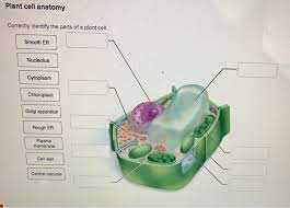 With visible or invisible (fluorescent) marking ink. Plant Cell Anatomy Correctly Identify The Parts Of A Chegg Com